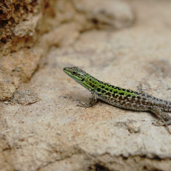 wildlife photography of green and brown lizard